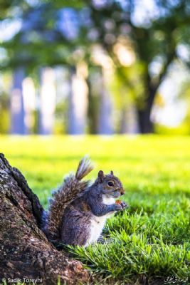 American Eastern gray squirrel